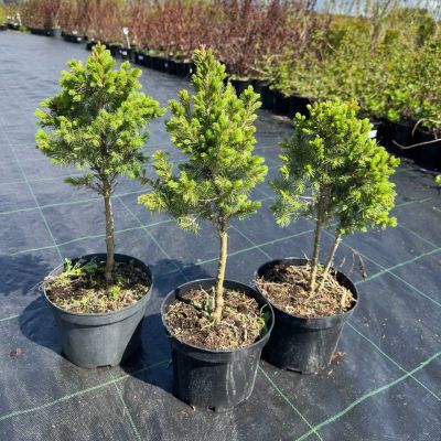 Ель канадская Коника на штамбе - Dolina-Sad.Ru