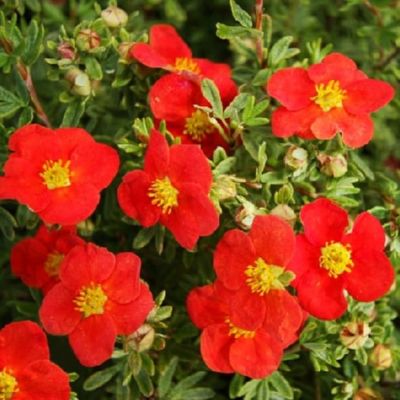 Лапчатка кустарниковая Ред Айс, С3 - Dolina-Sad.Ru