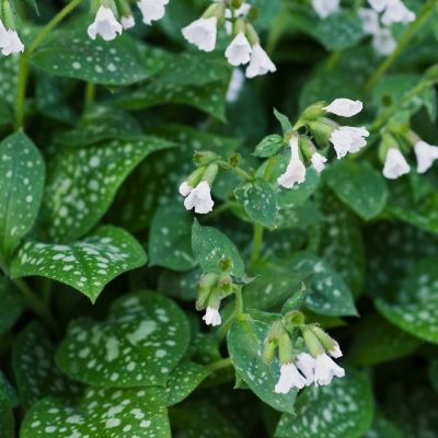 Медуница лекарственная Сиссингхерст Вайт - Dolina-Sad.Ru