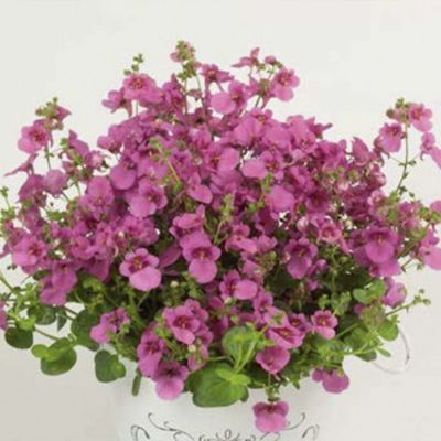 Диасция Дивара Пинск - Dolina-Sad.Ru