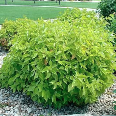 Дерен белый Ауреа, С3 - Dolina-Sad.Ru