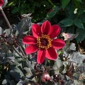 Георгина Ромео - Dolina-Sad.Ru