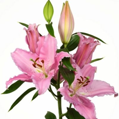 Лилия Катемака - Dolina-Sad.Ru