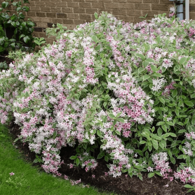 Вейгела Нана Вариегата, С3 - Dolina-Sad.Ru