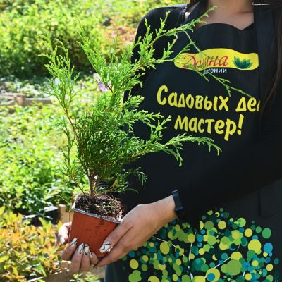 Кипарисовик горохоплодный Санголд, С3 - Dolina-Sad.Ru