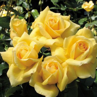 Роза Саммер в горшке Роза Саммер в горшке - Dolina-Sad.Ru