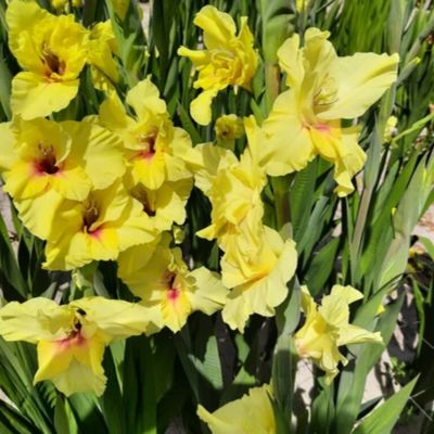 Гладиолус Максиал Гладиолус Максиал - Dolina-Sad.Ru