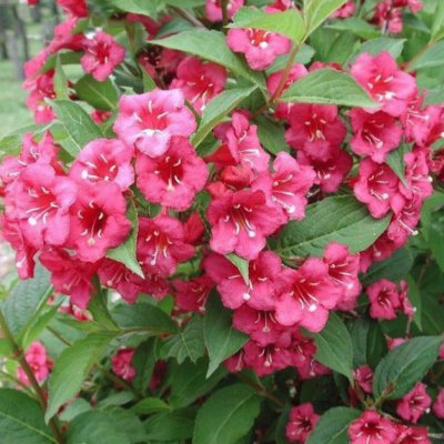 Вейгела Бристол Руби, С3 - Dolina-Sad.Ru