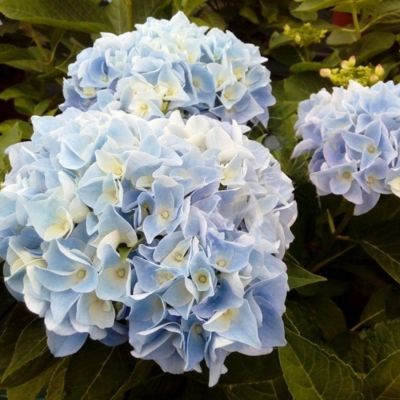 Гортензия крупнолистная Анконг - Dolina-Sad.Ru