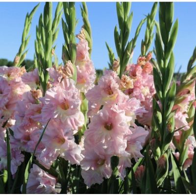 Гладиолус Розовая молния Гладиолус Розовая молния - Dolina-Sad.Ru