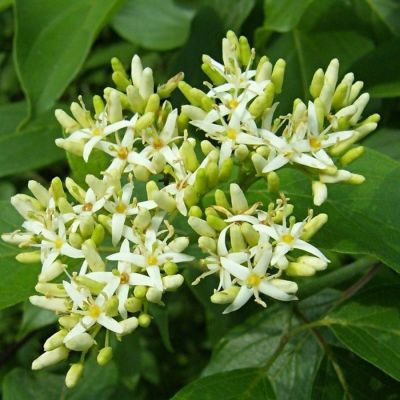 Дерен душистый Блю Клауд, С2 Дерен душистый Блю Клауд, С2 - Dolina-Sad.Ru