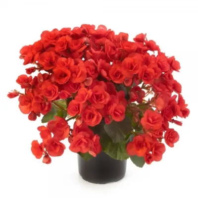 Бегония Элтиор Вероника - Dolina-Sad.Ru