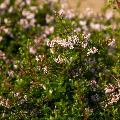 Эскаллония Пинк Карпет - Dolina-Sad.Ru