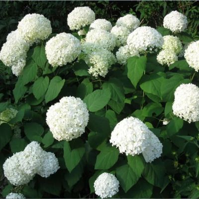 Гортензия древовидная Аннабель, С3 - Dolina-Sad.Ru