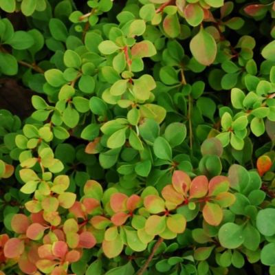 Барбарис Тунберга Грин Орнамент, С2 - Dolina-Sad.Ru