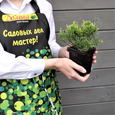 Можжевельник средний Голд Кост, С3 - Dolina-Sad.Ru