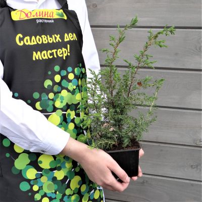 Можжевельник обыкновенный Суецика, С3 - Dolina-Sad.Ru