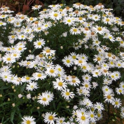 Астра кустарниковая Шнеекисен Астра кустарниковая Шнеекисен - Dolina-Sad.Ru