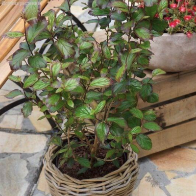 Парротия персидская Спайр - Dolina-Sad.Ru