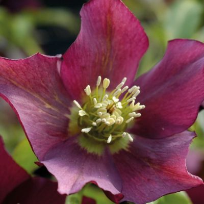 Морозник Претти Эллен Ред Морозник Претти Эллен Ред - Dolina-Sad.Ru