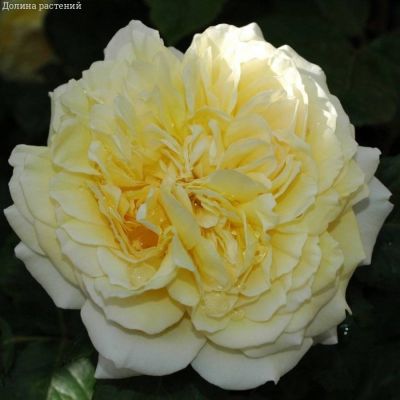 Роза Жоэль Маруани в горшке - Dolina-Sad.Ru