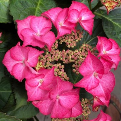 Гортензия крупнолистная Тифани Пинк, С2 - Dolina-Sad.Ru