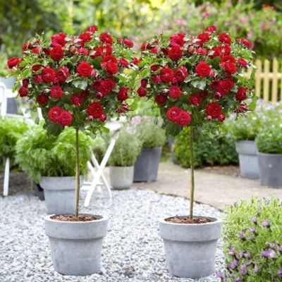 Роза штамбовая Сатчмо Роза штамбовая Сатчмо - Dolina-Sad.Ru