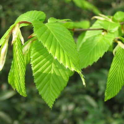 Граб обыкновенный, С3 Граб обыкновенный, С3 - Dolina-Sad.Ru