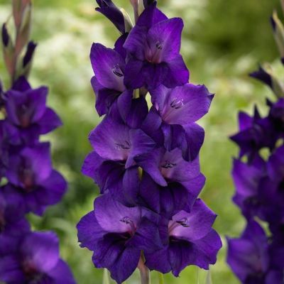 Гладиолус Некст Левел Гладиолус Некст Левел - Dolina-Sad.Ru