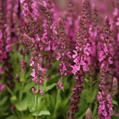 Шалфей дубравный Сенсейшн Компакт Роуз Шалфей дубравный Сенсейшн Компакт Роуз - Dolina-Sad.Ru