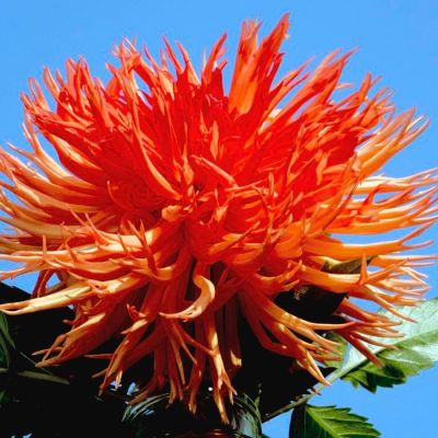 Георгина Оранж Мармелад - Dolina-Sad.Ru