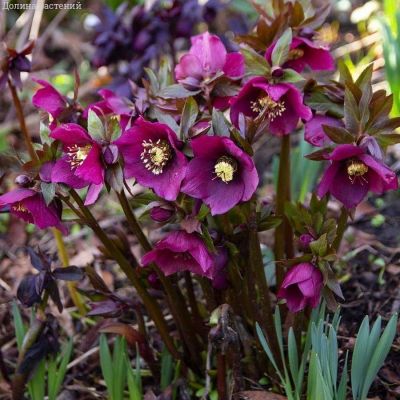 Морозник Претти Эллен Ред Морозник Претти Эллен Ред - Dolina-Sad.Ru