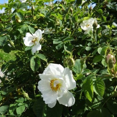 Роза морщинистая Альба, С3 - Dolina-Sad.Ru