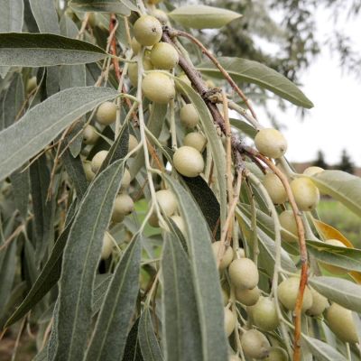 Лох узколистный, С3 - Dolina-Sad.Ru