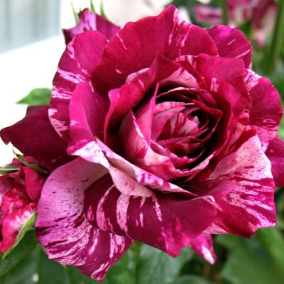 Роза Пурпурный Тигр - Dolina-Sad.Ru