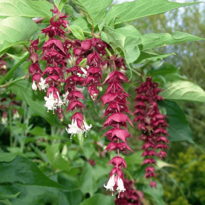 Лейцестерия красивая Голден Лантернс фото