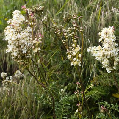 Ива лоховидная Ангустифолиа, С3 - Dolina-Sad.Ru