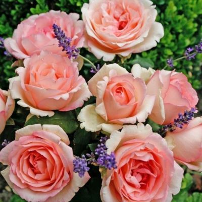 Роза Суиенер де Баден Баден в горшке - Dolina-Sad.Ru