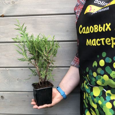 Туя западная Литл Чемпион, С2 - Dolina-Sad.Ru