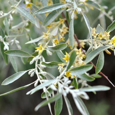 Лох узколистный, С3 - Dolina-Sad.Ru