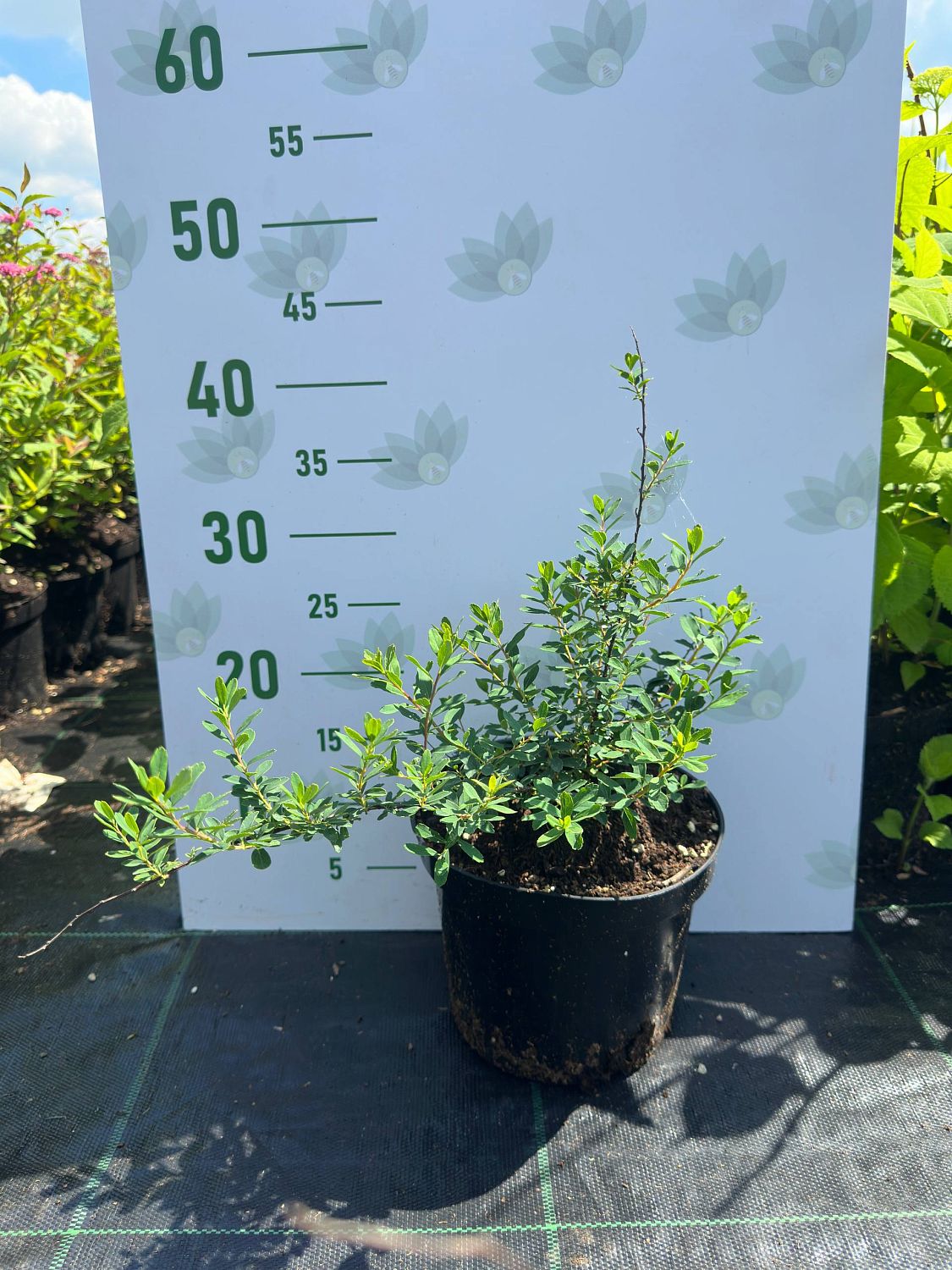 Спирея ниппонская Сноумаунд, С3 - Dolina-Sad.Ru