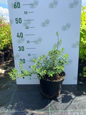 Спирея ниппонская Сноумаунд, С3 - Dolina-Sad.Ru