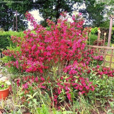 Вейгела Бристол Руби, С3 - Dolina-Sad.Ru