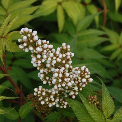 Рябинник рябинолистный Сэм - Dolina-Sad.Ru