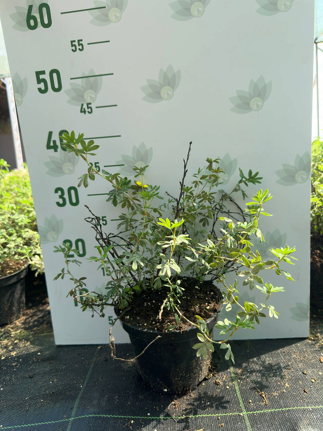 Лапчатка кустарниковая Ред Айс, С3 - Dolina-Sad.Ru