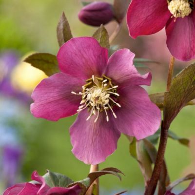 Морозник Претти Эллен Ред Морозник Претти Эллен Ред - Dolina-Sad.Ru