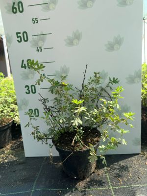 Лапчатка кустарниковая Ред Айс, С3 - Dolina-Sad.Ru