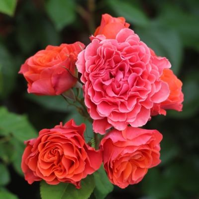 Роза штамбовая Билград Леди - Dolina-Sad.Ru