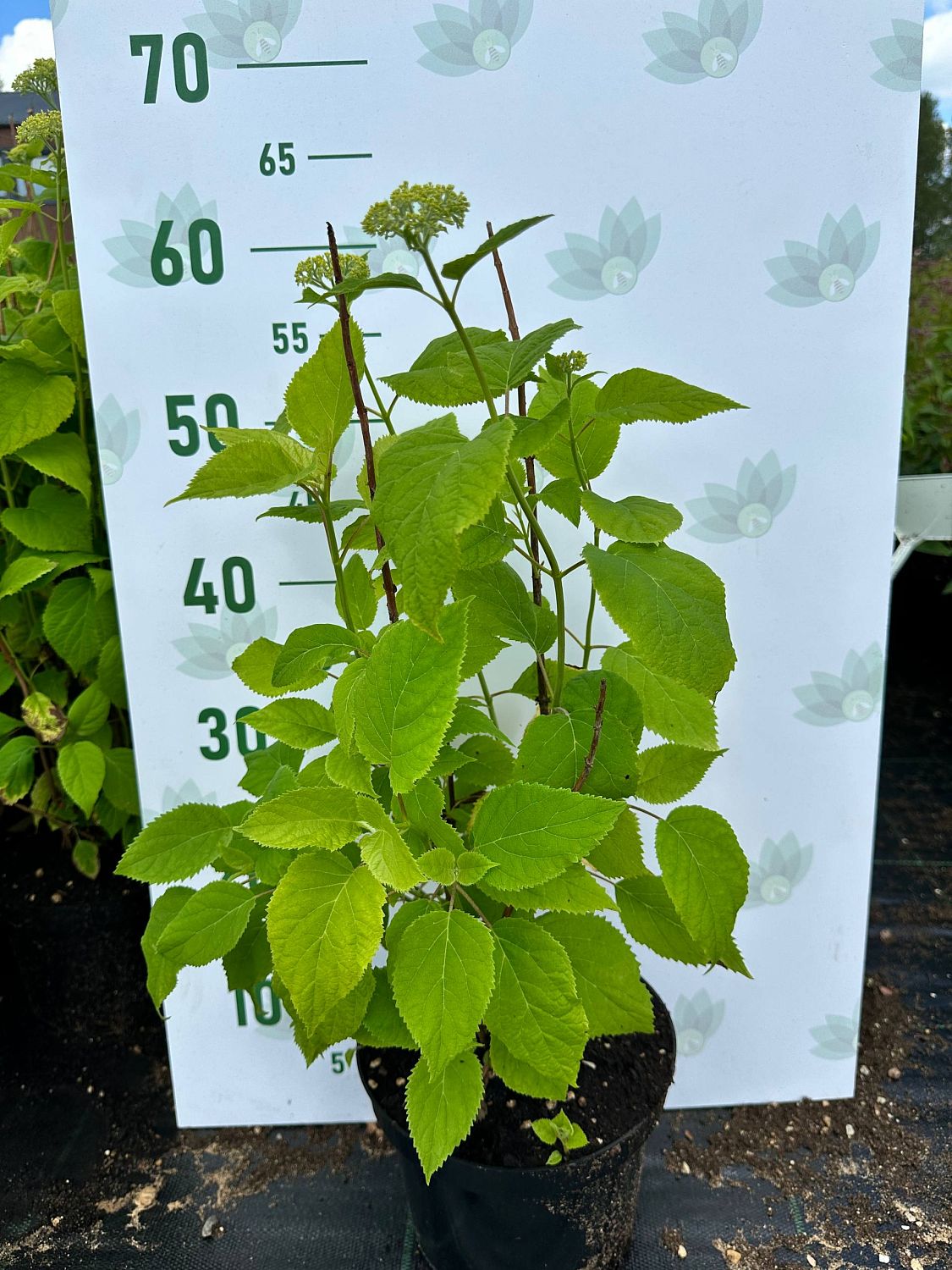 Гортензия древовидная Аннабель, С3 - Dolina-Sad.Ru