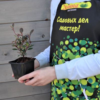 Фотиния Литл Рэд Робин фото